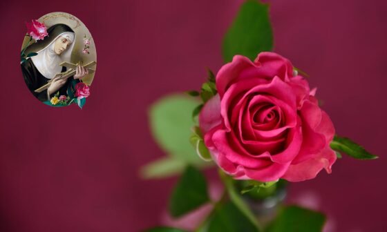 Selective Focus Photo of Pink Rose in Bloom