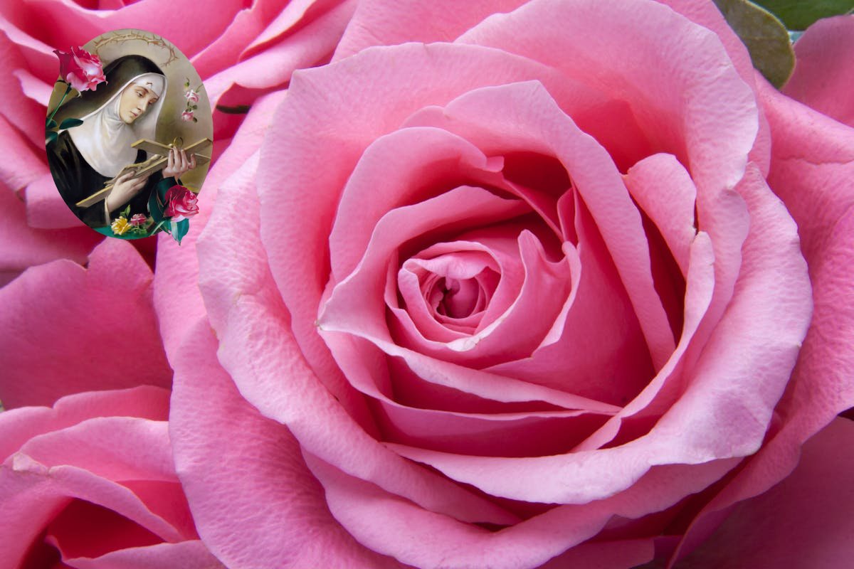 Kwiat różowej róży