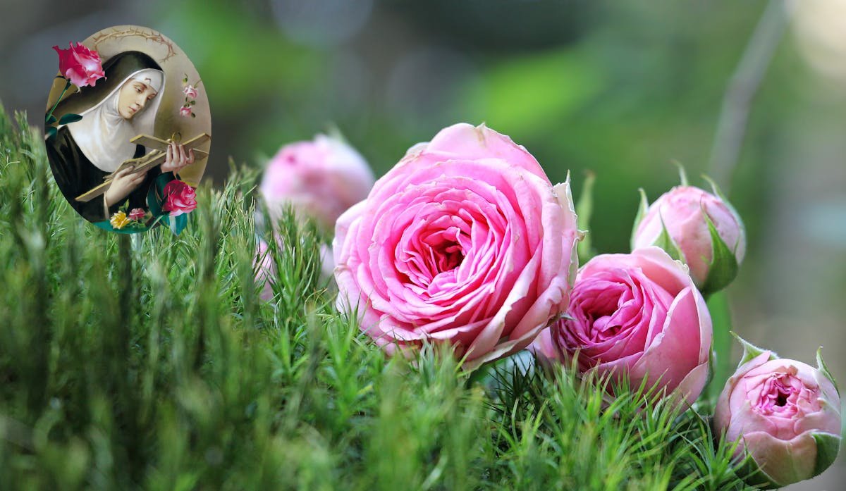 Róża symbol św. Rity